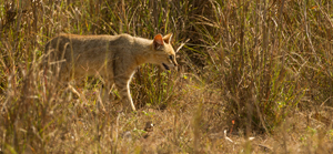 jungle cat